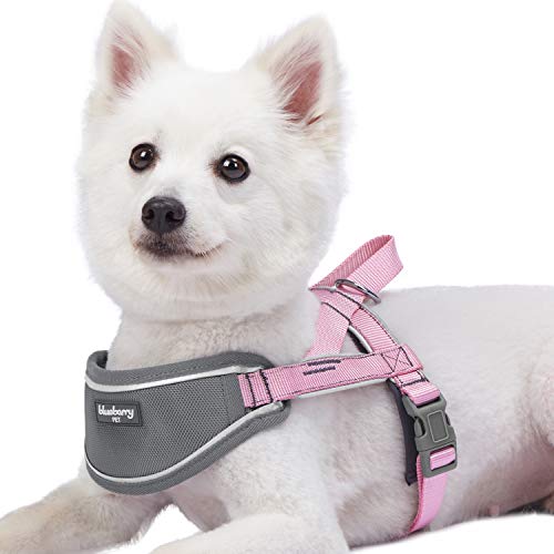 10 Best Joyride Harness -Reviews & Buying Guide