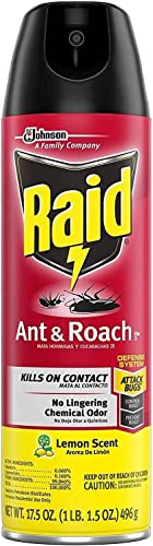 Best Raid Spray - Latest Guide